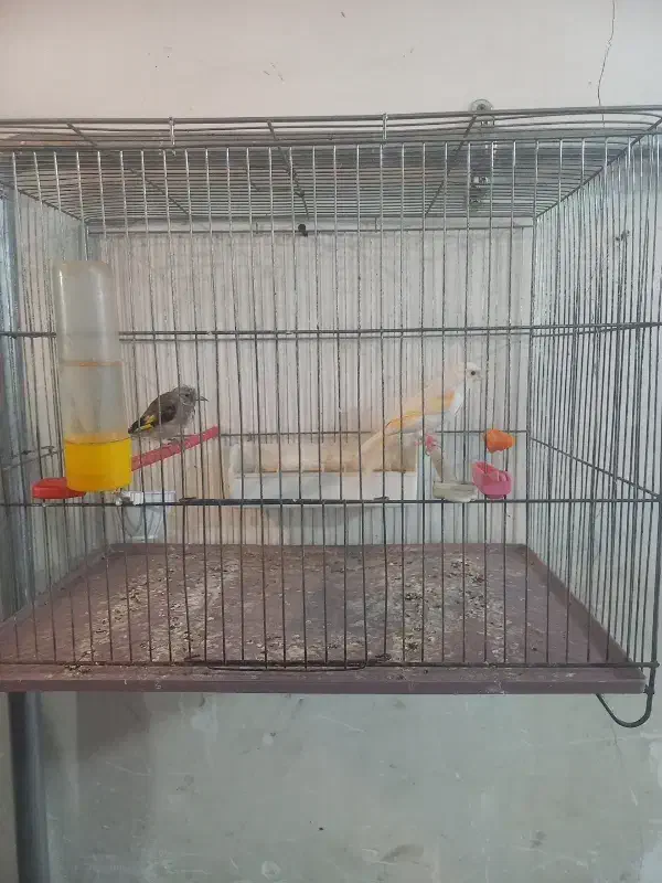 قناری ماده جفتی سهره کار داده|پرنده|اردبیل, |دیوار