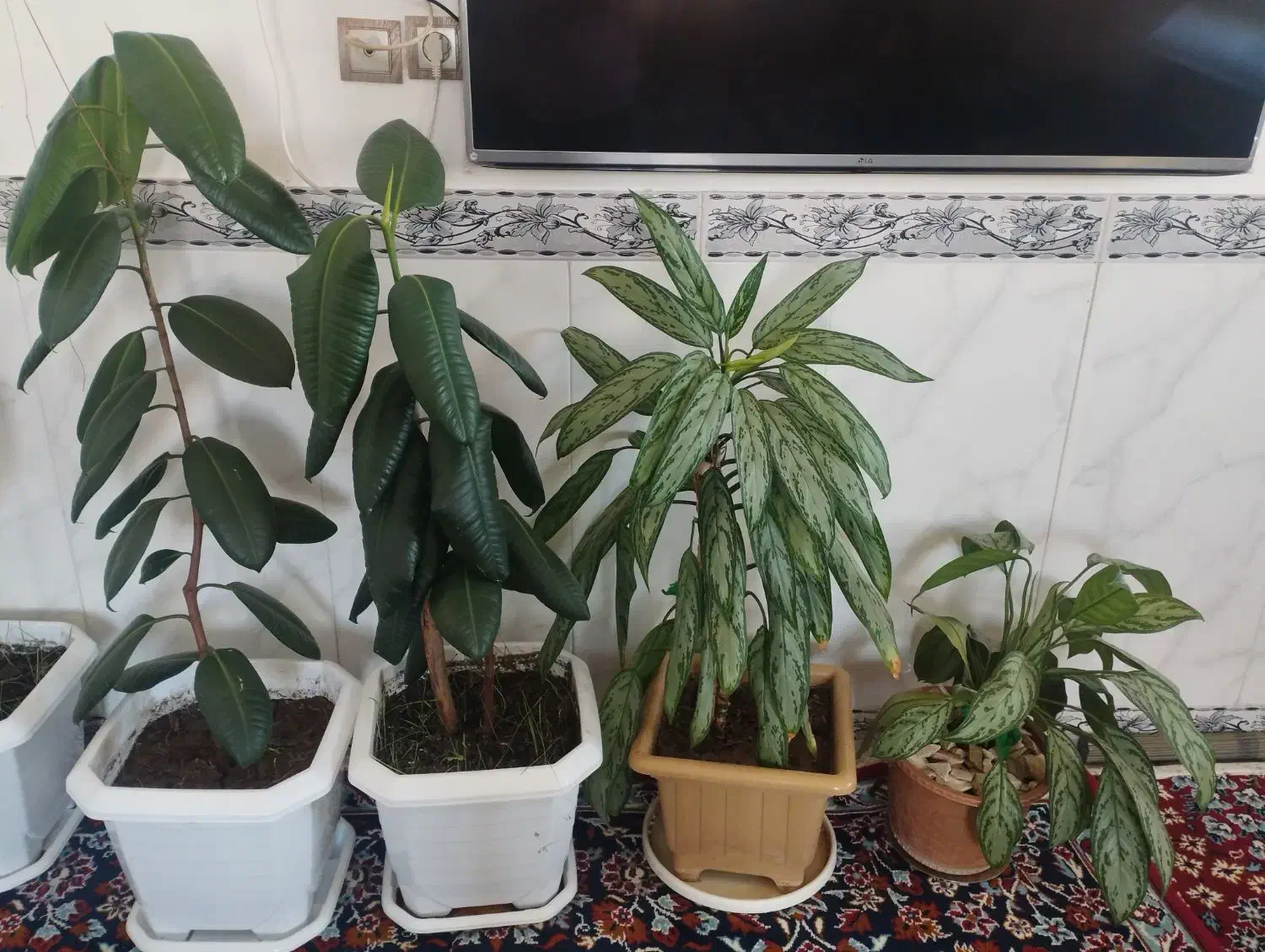 فروش 4 تا گل|گل و گیاه طبیعی|جوانرود, |دیوار