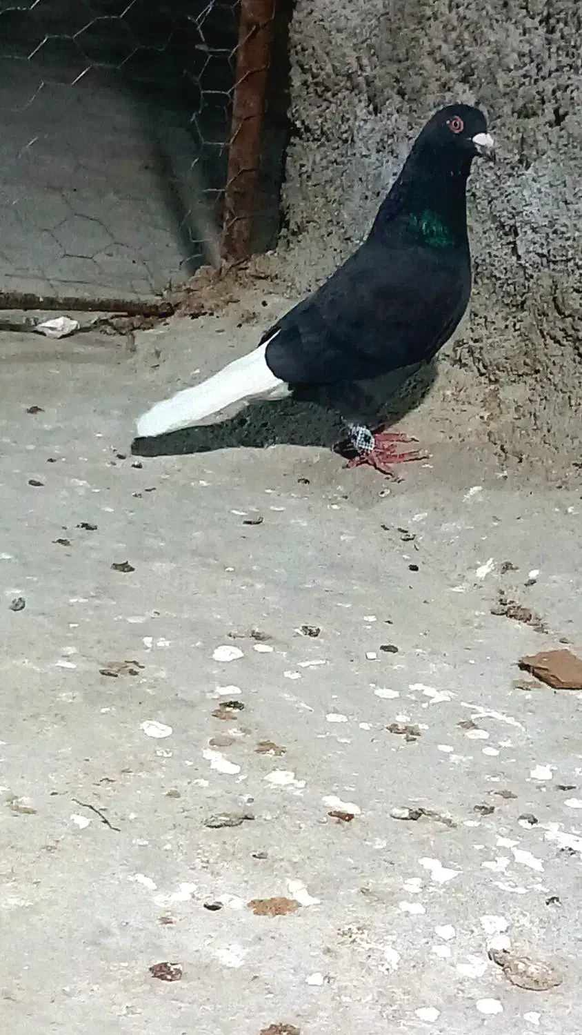 دمسفیدپلاکی|پرنده|مرودشت, کناره|دیوار