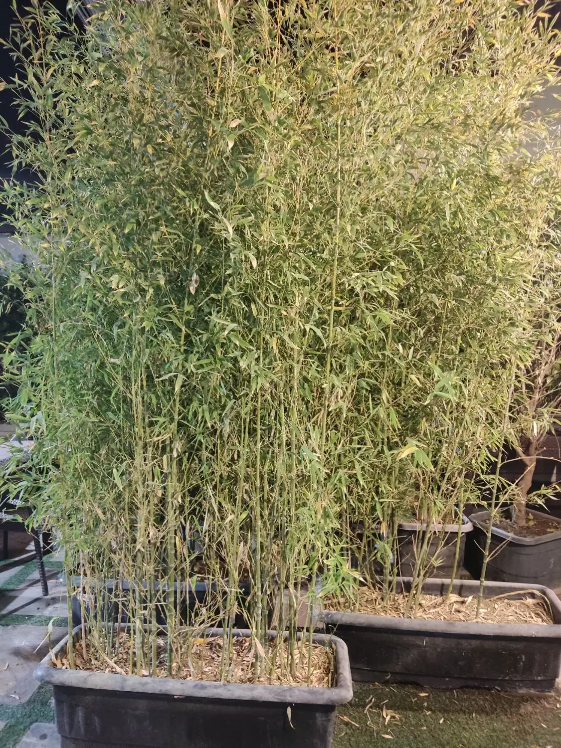 نی خیزران|گل و گیاه طبیعی|تهران, جنت‌آباد جنوبی|دیوار