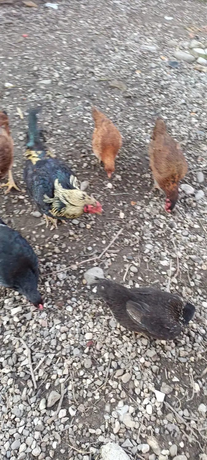 مرغ خروس فروشی|حیوانات مزرعه|نگین شهر, |دیوار