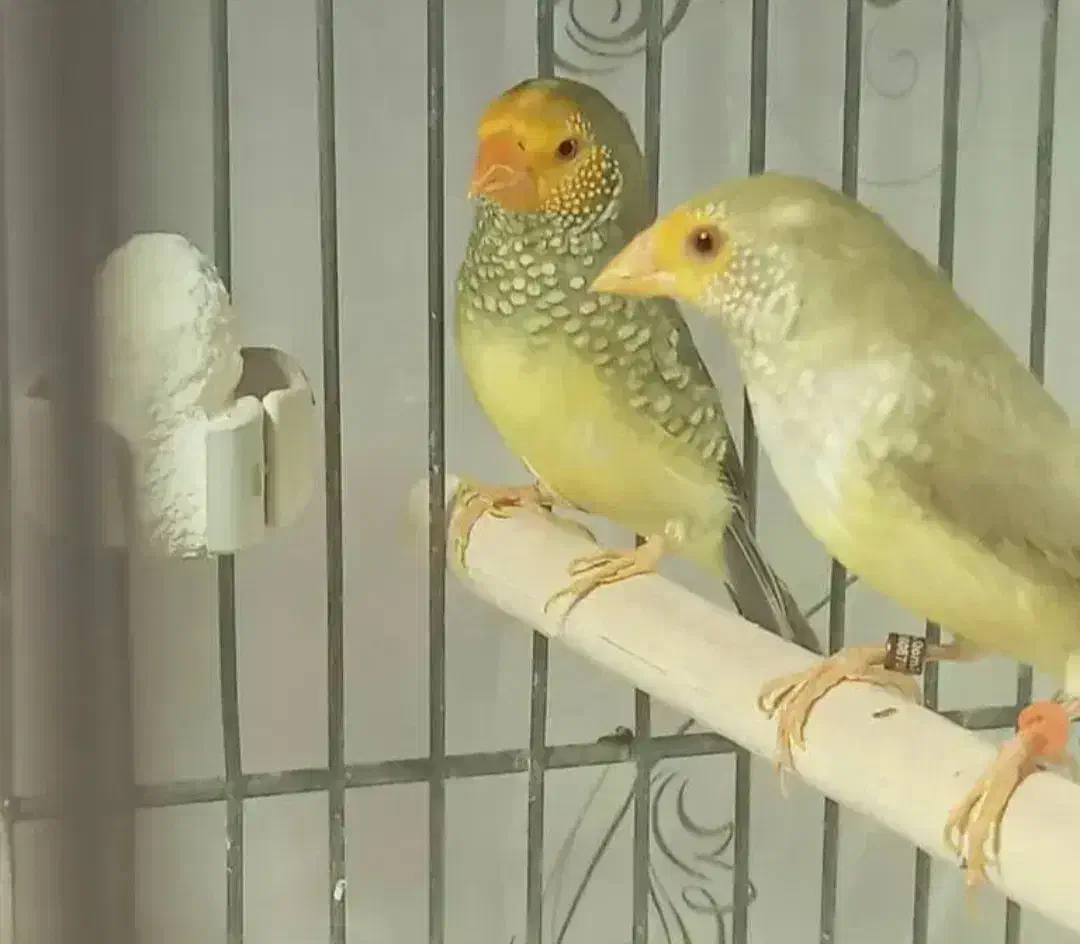 فنچ|پرنده|بندر ماهشهر, |دیوار