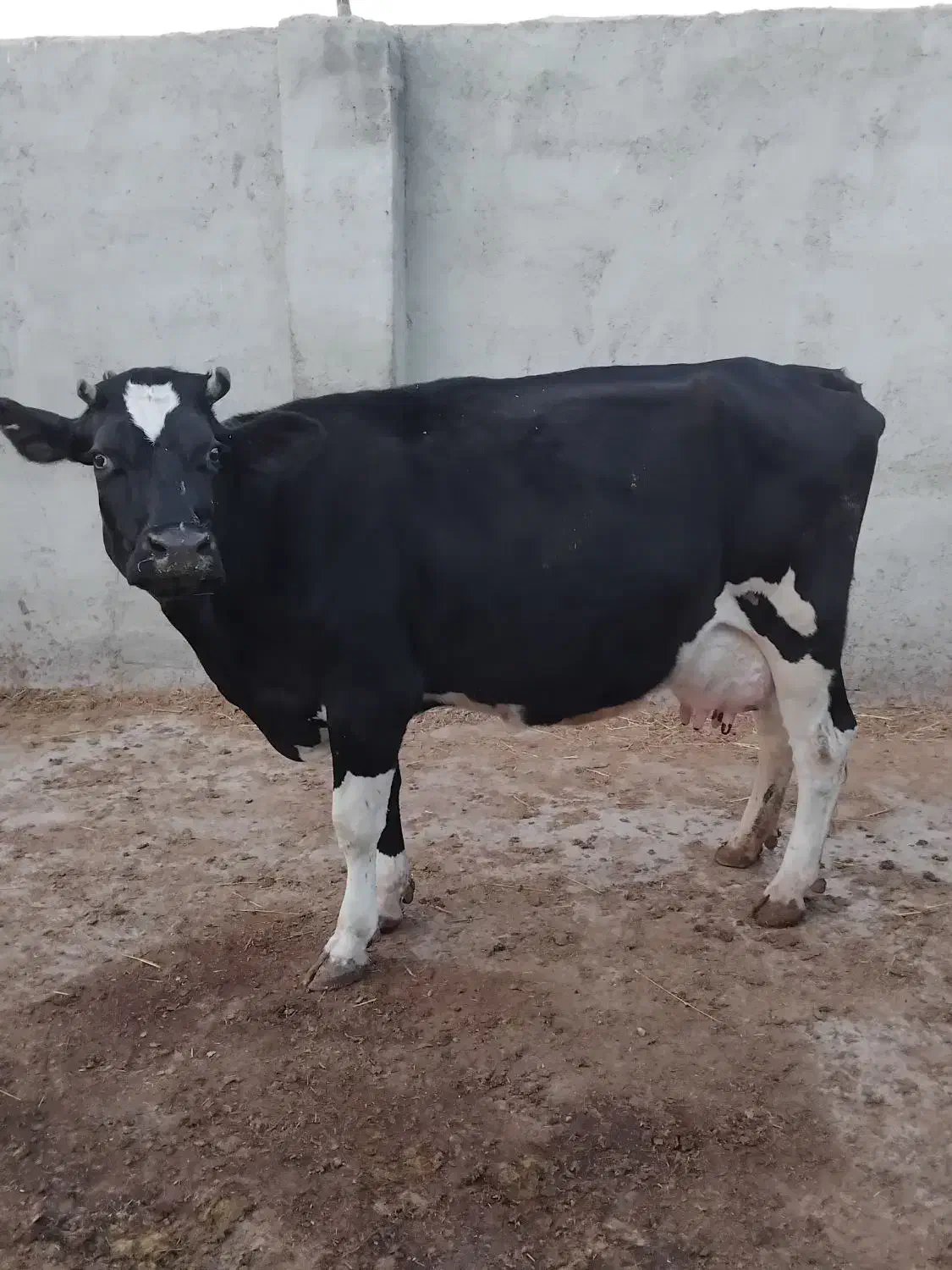 فروش دو عدد گاو|حیوانات مزرعه|اقبالیه, |دیوار