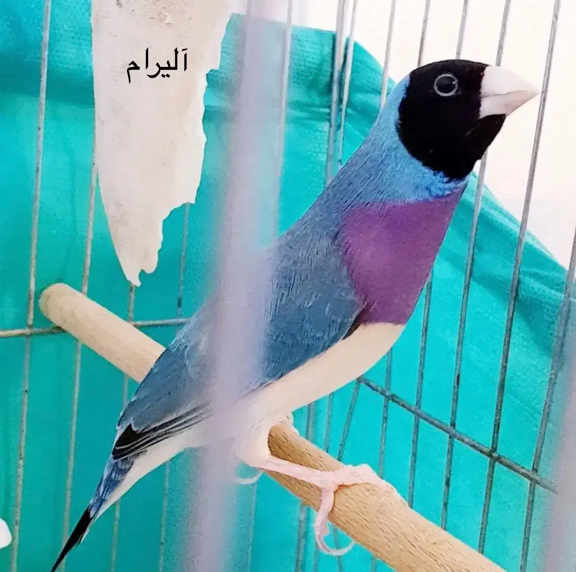 فنچ گلدین|پرنده|اردبیل, |دیوار