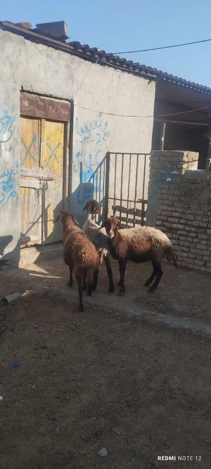 گوسفند|حیوانات مزرعه|سیمین شهر, |دیوار