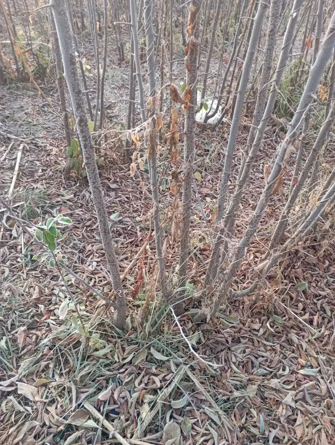 آلو پفکی|خدمات باغبانی و درختکاری|میاندوآب, |دیوار