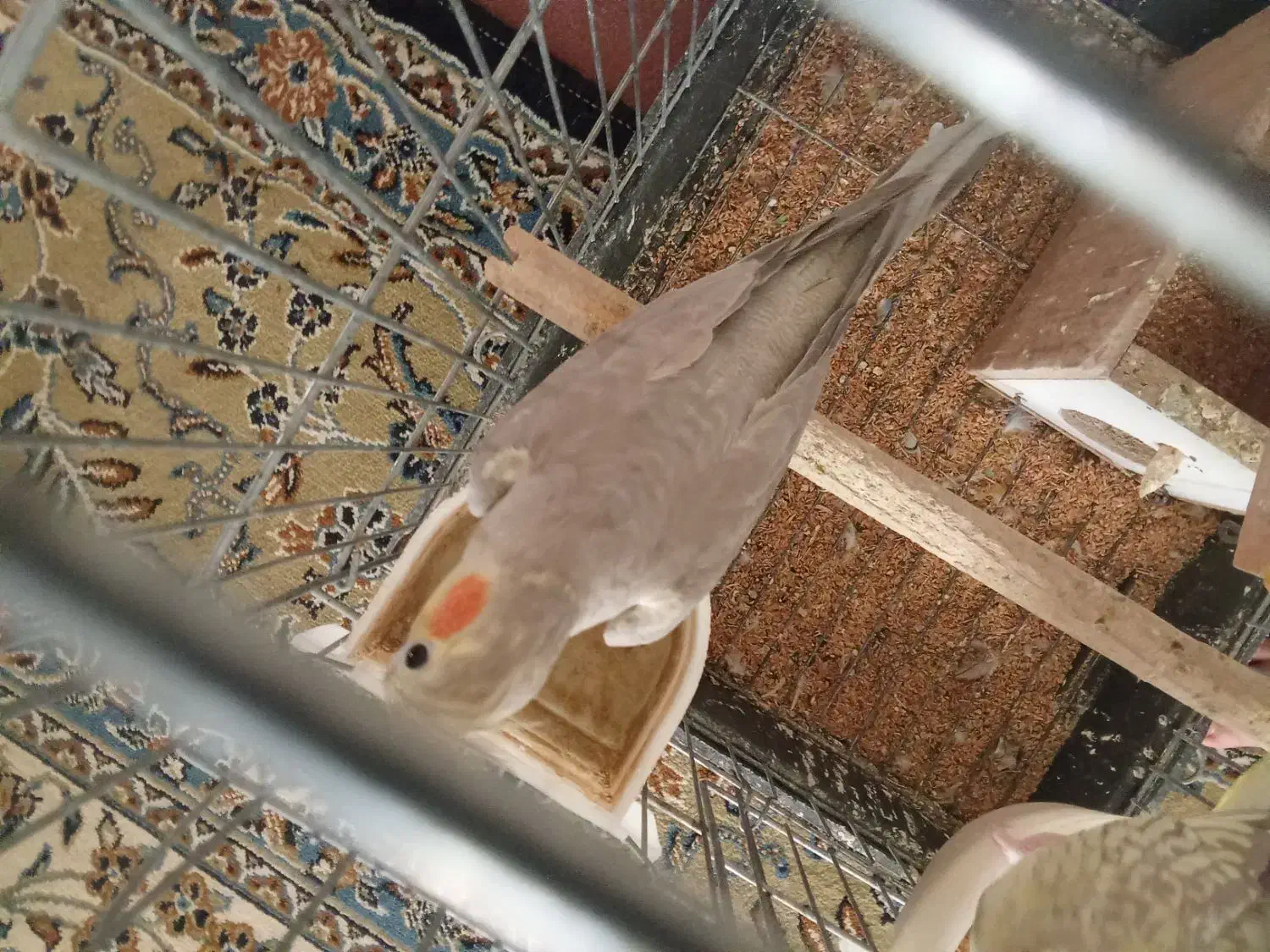 عروس هلندی سرحال و بازی گوش|پرنده|بروجرد, |دیوار