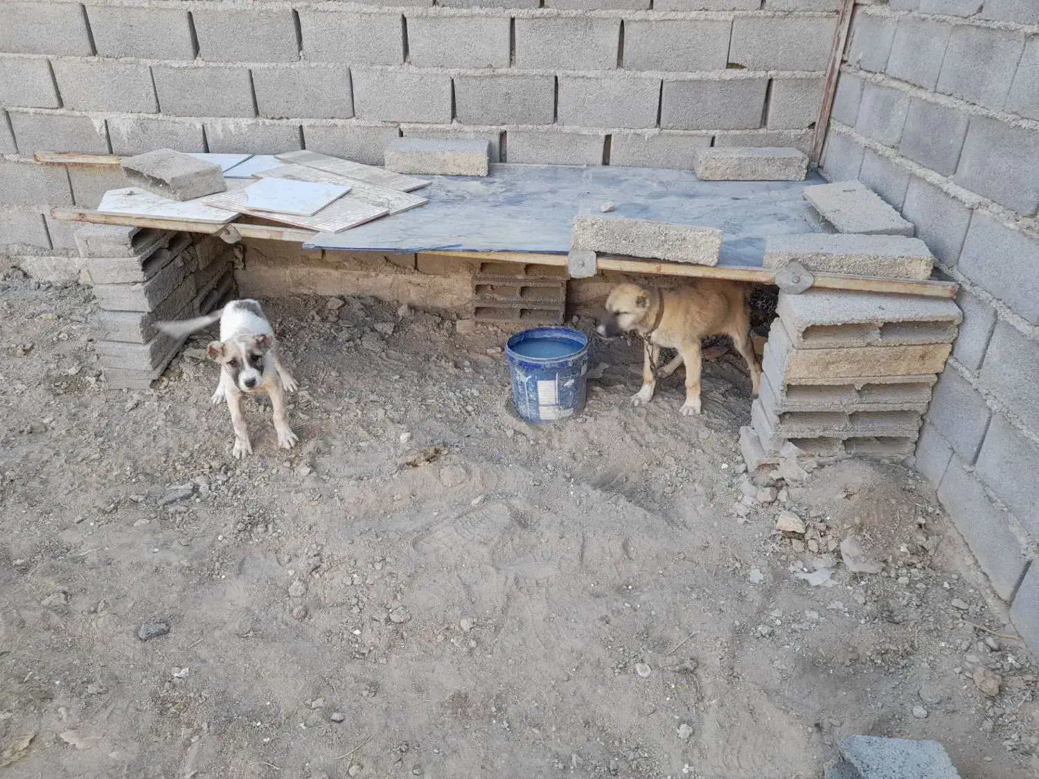 ۲ تا توله خراسانی درجه ۱|سگ|شیروان (خراسان), |دیوار