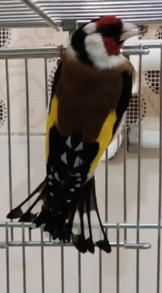 سهره نر|پرنده|اردبیل, |دیوار