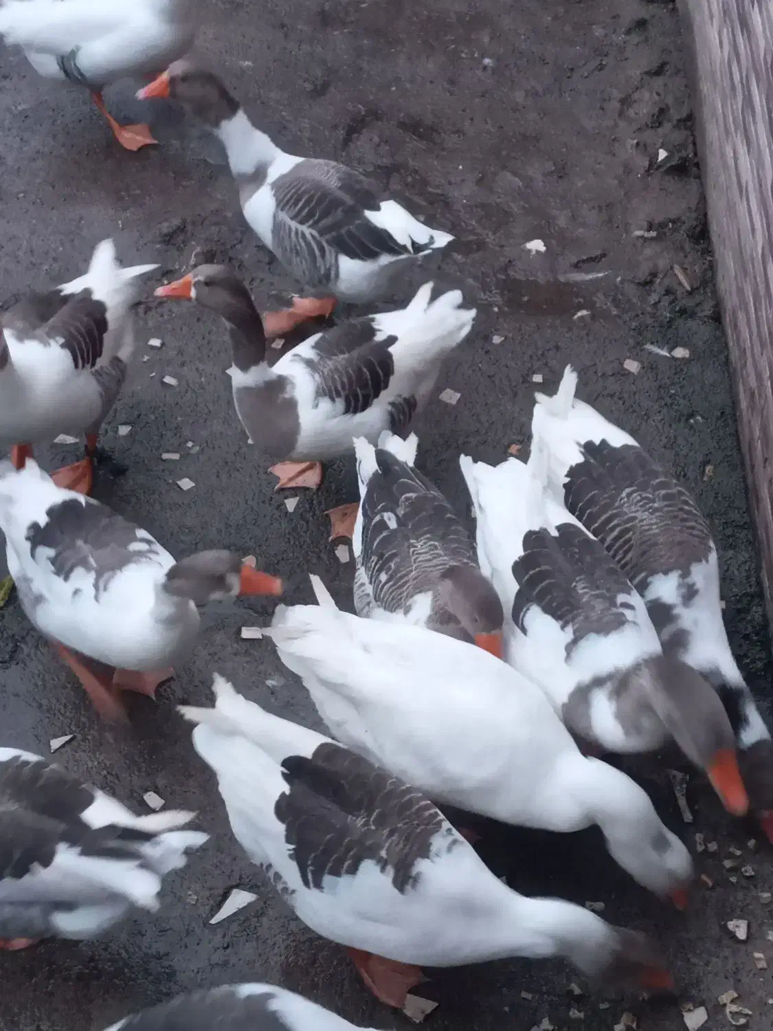 غازمحلی|حیوانات مزرعه|کوچصفهان, |دیوار