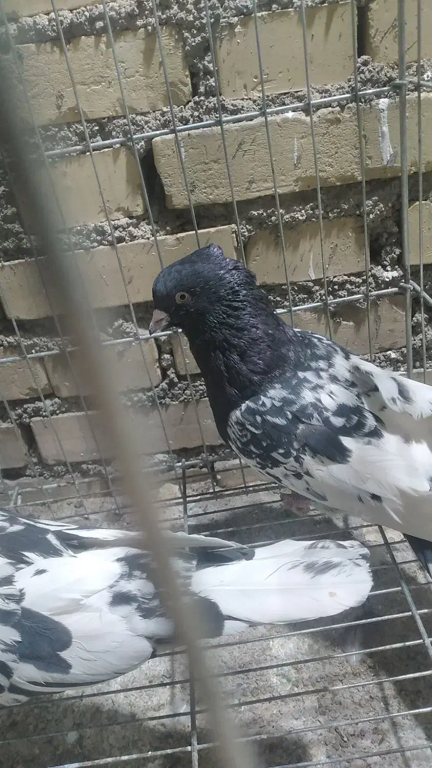 کله سیاه قواره دار|پرنده|اهواز, پردیس|دیوار