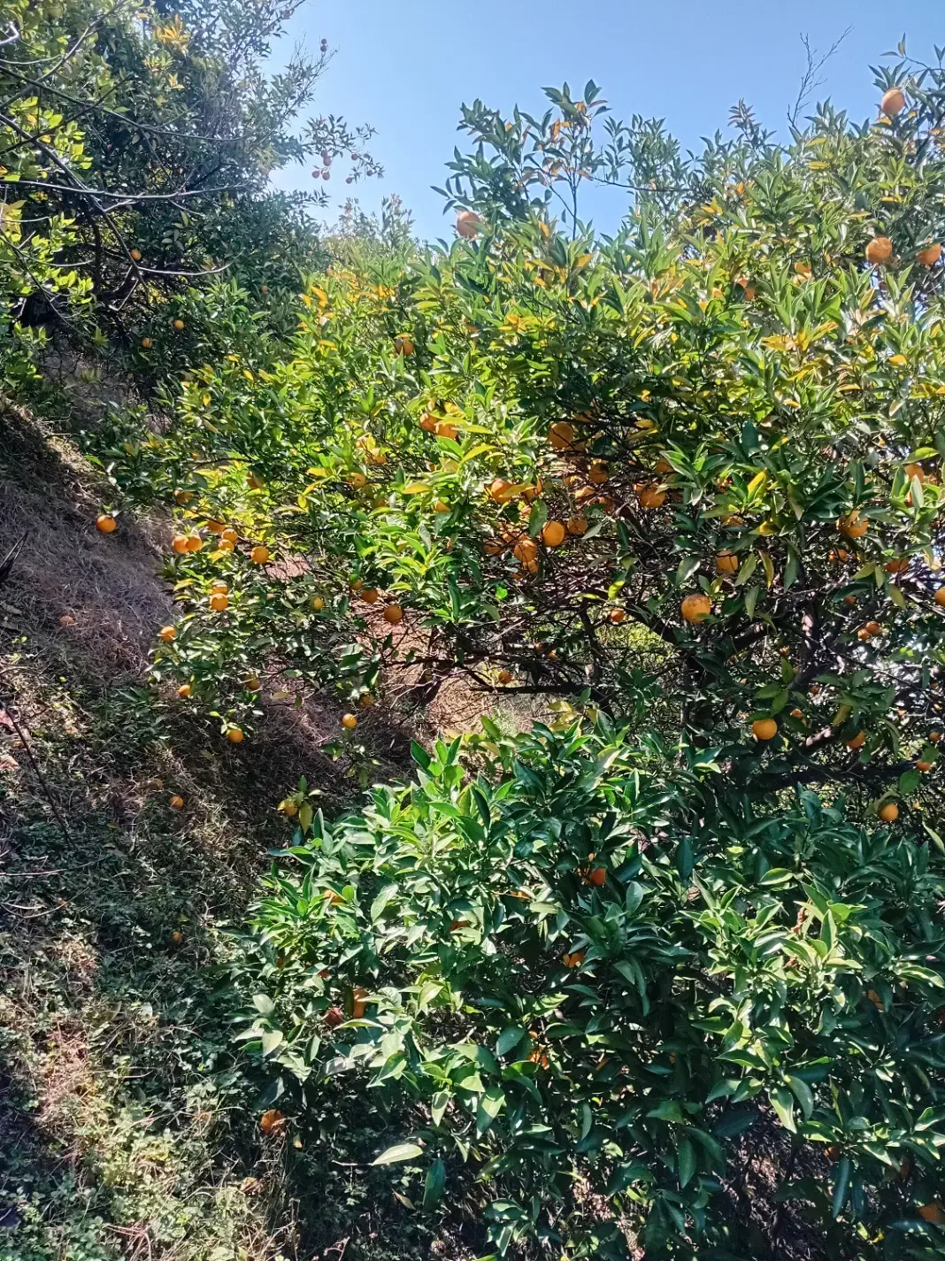 باغ وخانه کلنگی|فروش زمین و ملک کلنگی|ارطه, |دیوار