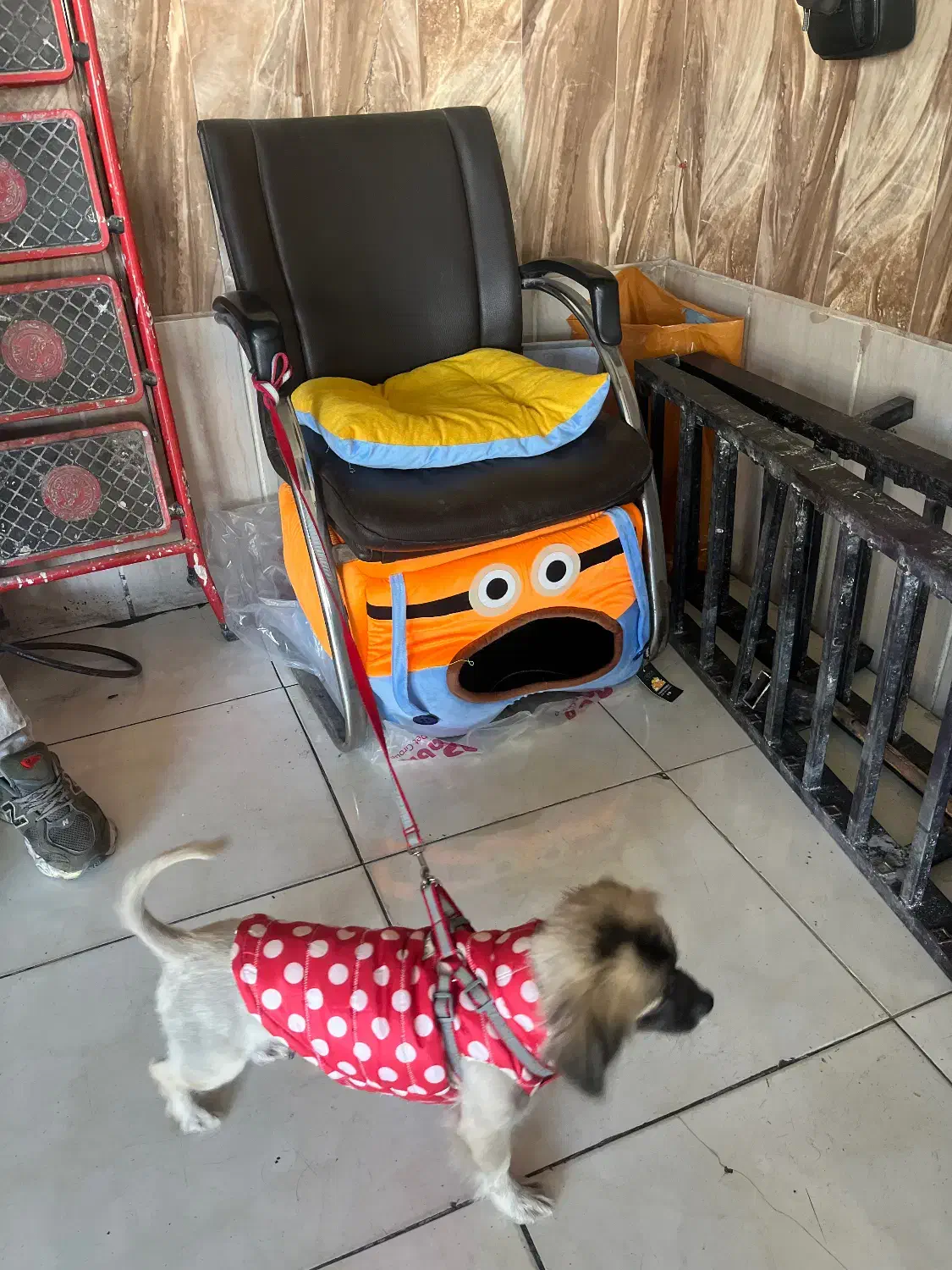 پیکینیز|سگ|مشهد, الهیه|دیوار