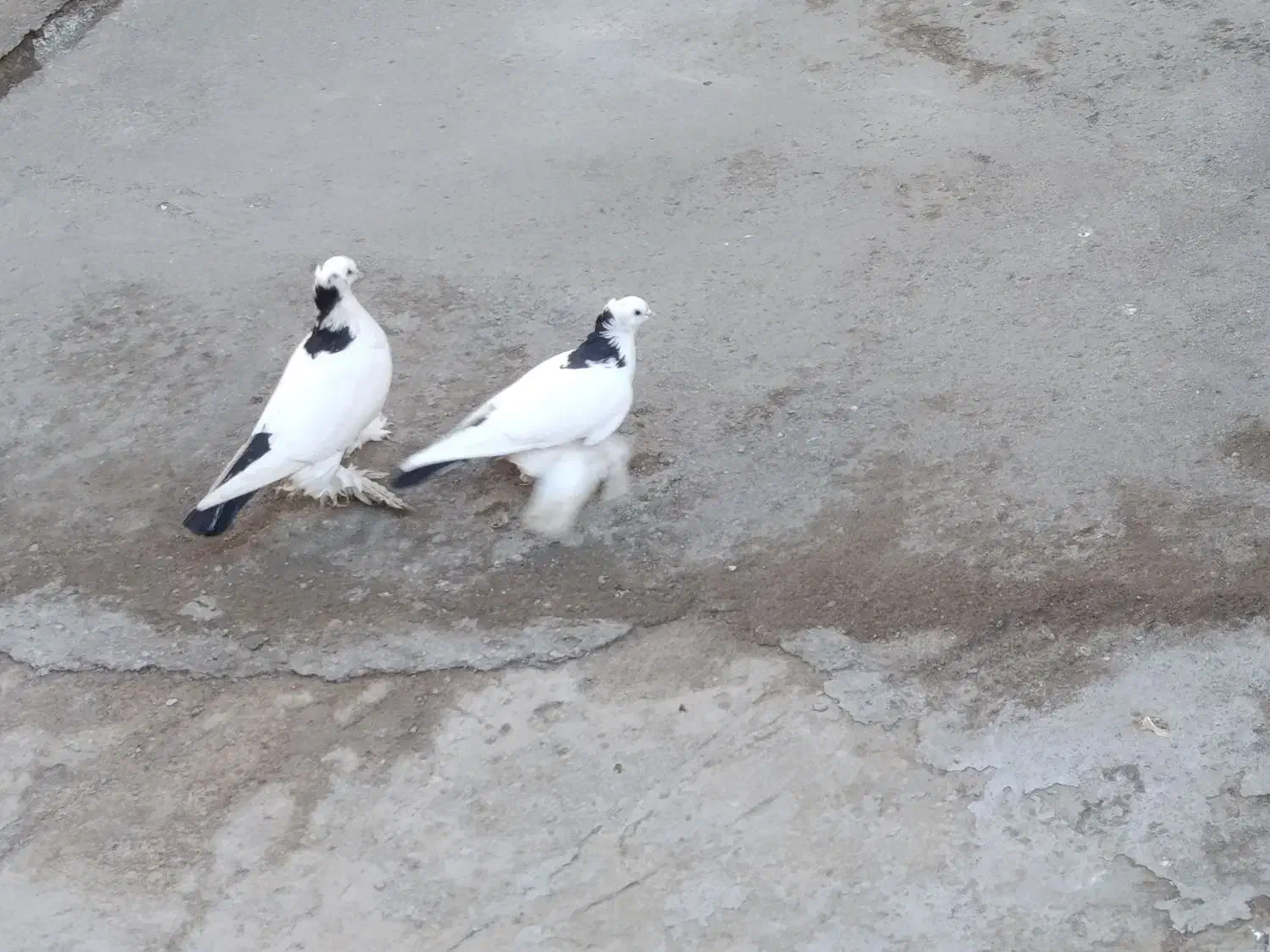 کبوتر|پرنده|تبریز, |دیوار