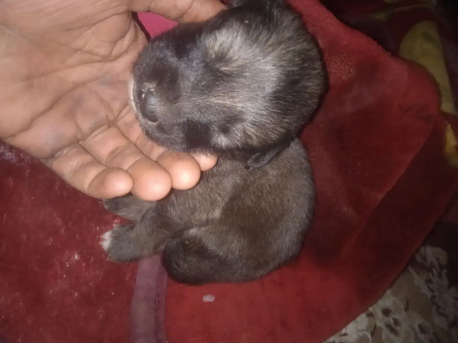 پاکوتاه|سگ|جیرفت, |دیوار