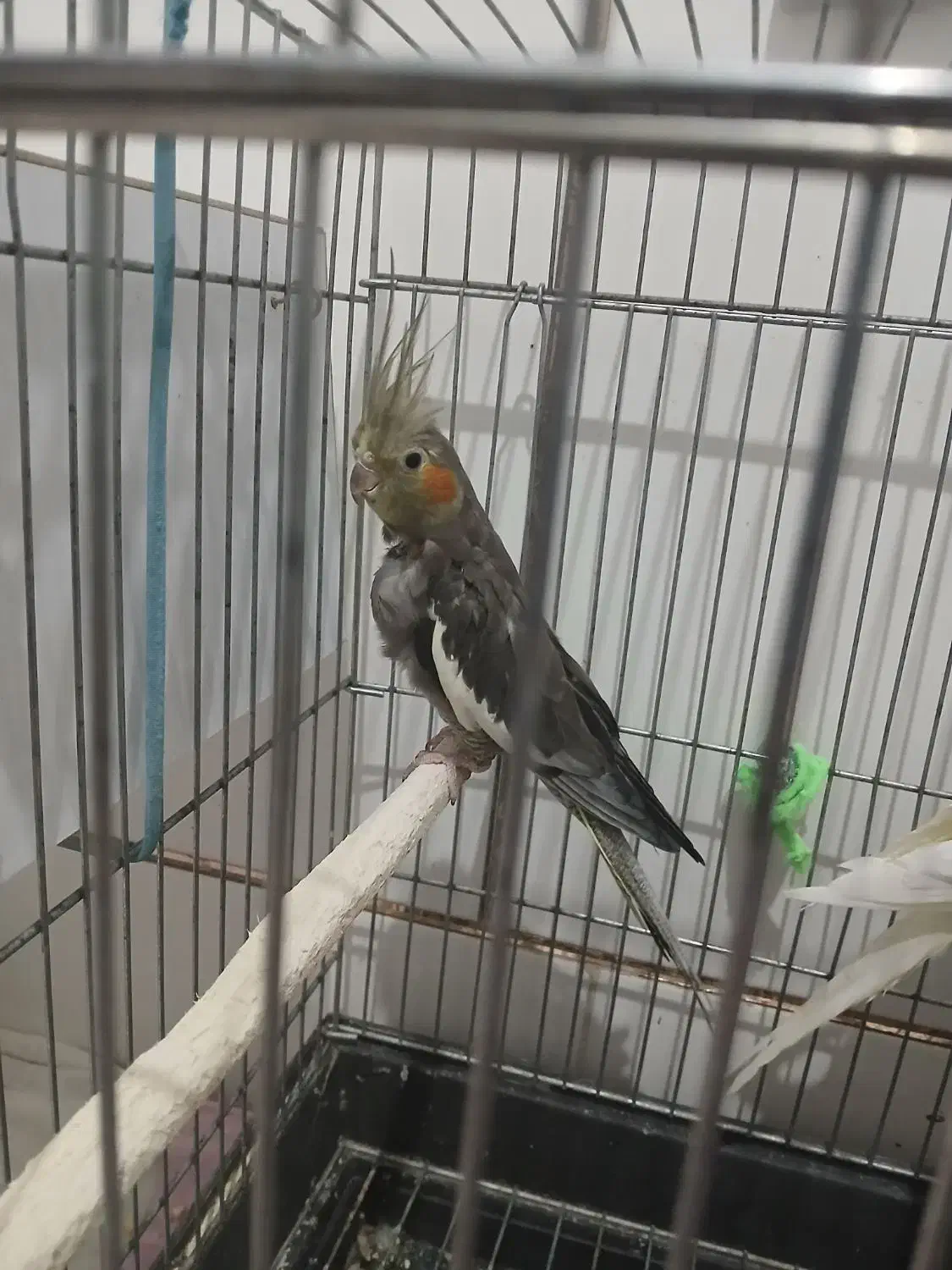 عروس هلندی|پرنده|داراب, |دیوار