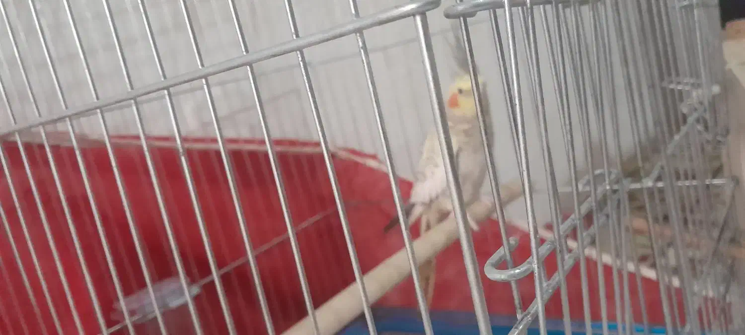 عروس هلندی|پرنده|چگنی, |دیوار