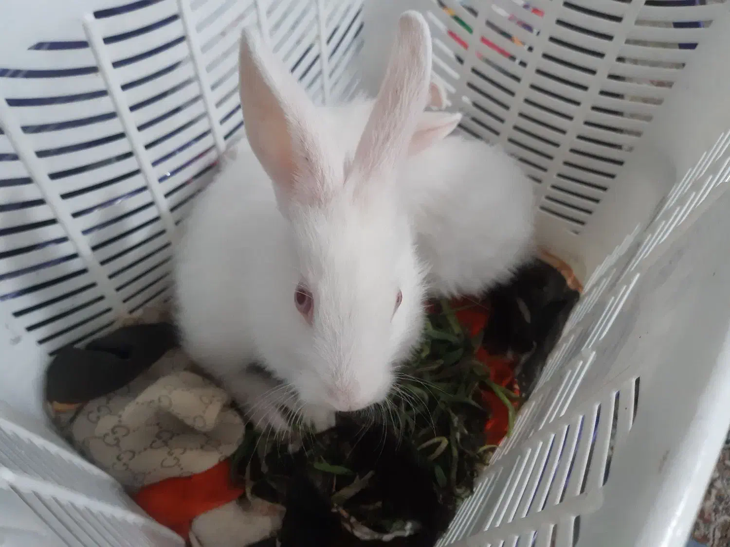 خرگوش سفید لوپی|موش و خرگوش|یزد, |دیوار