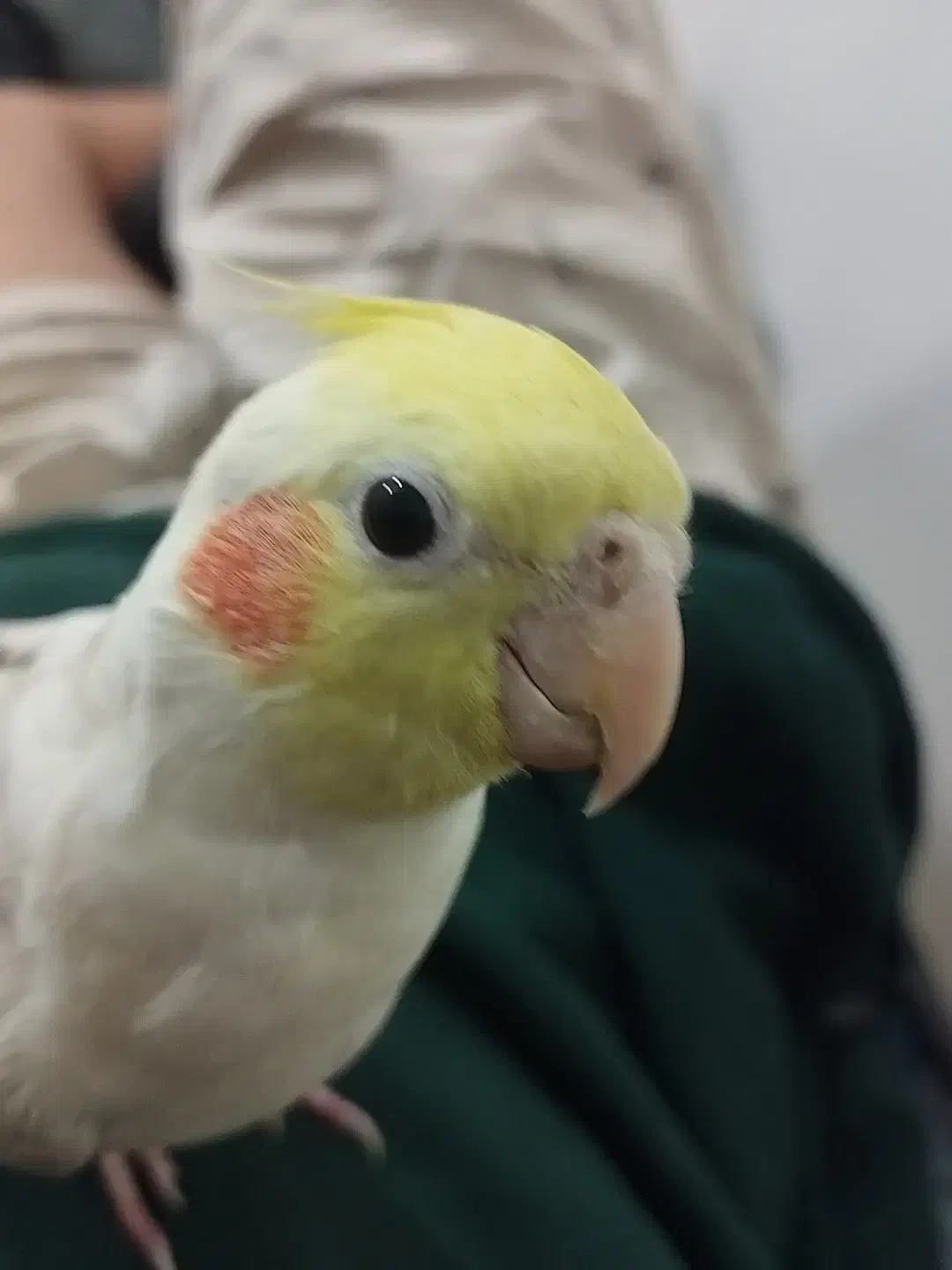 عروس هلندی گم شده|حیوانات|تهران, ابوذر|دیوار