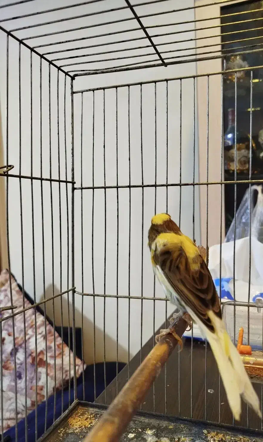 فروش قناری نر|پرنده|فردیس, شهرک شهید حسینی|دیوار