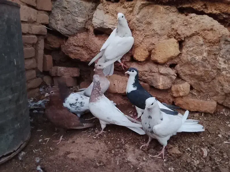 کبوتر رنگی|پرنده|یزد, |دیوار