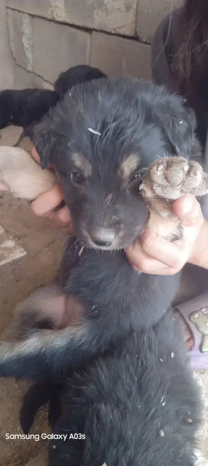 واگذاری سگ|سگ|شیراز, انجیره|دیوار