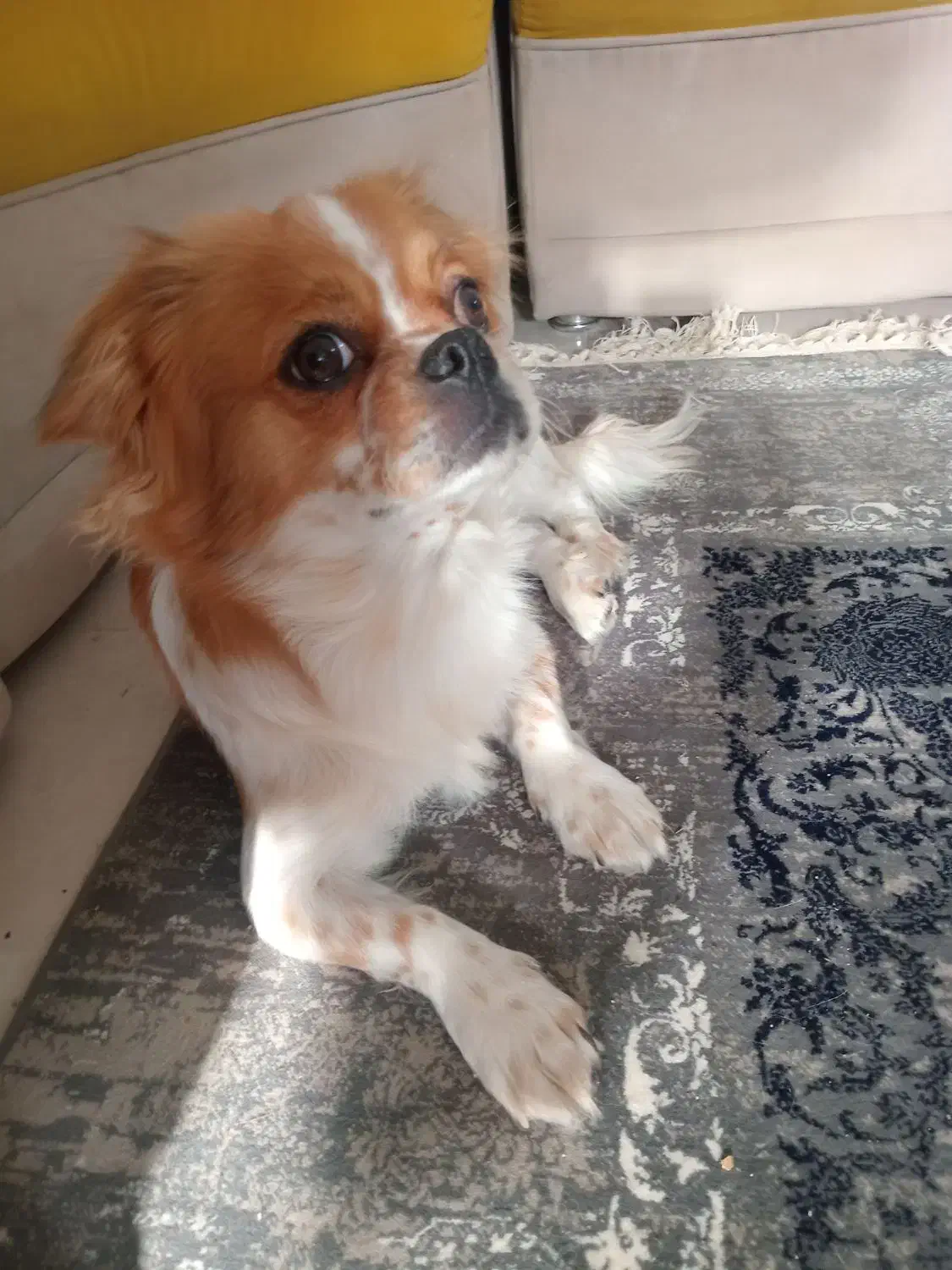 شیتزو سوپر فلت|سگ|شیراز, کیان آباد|دیوار