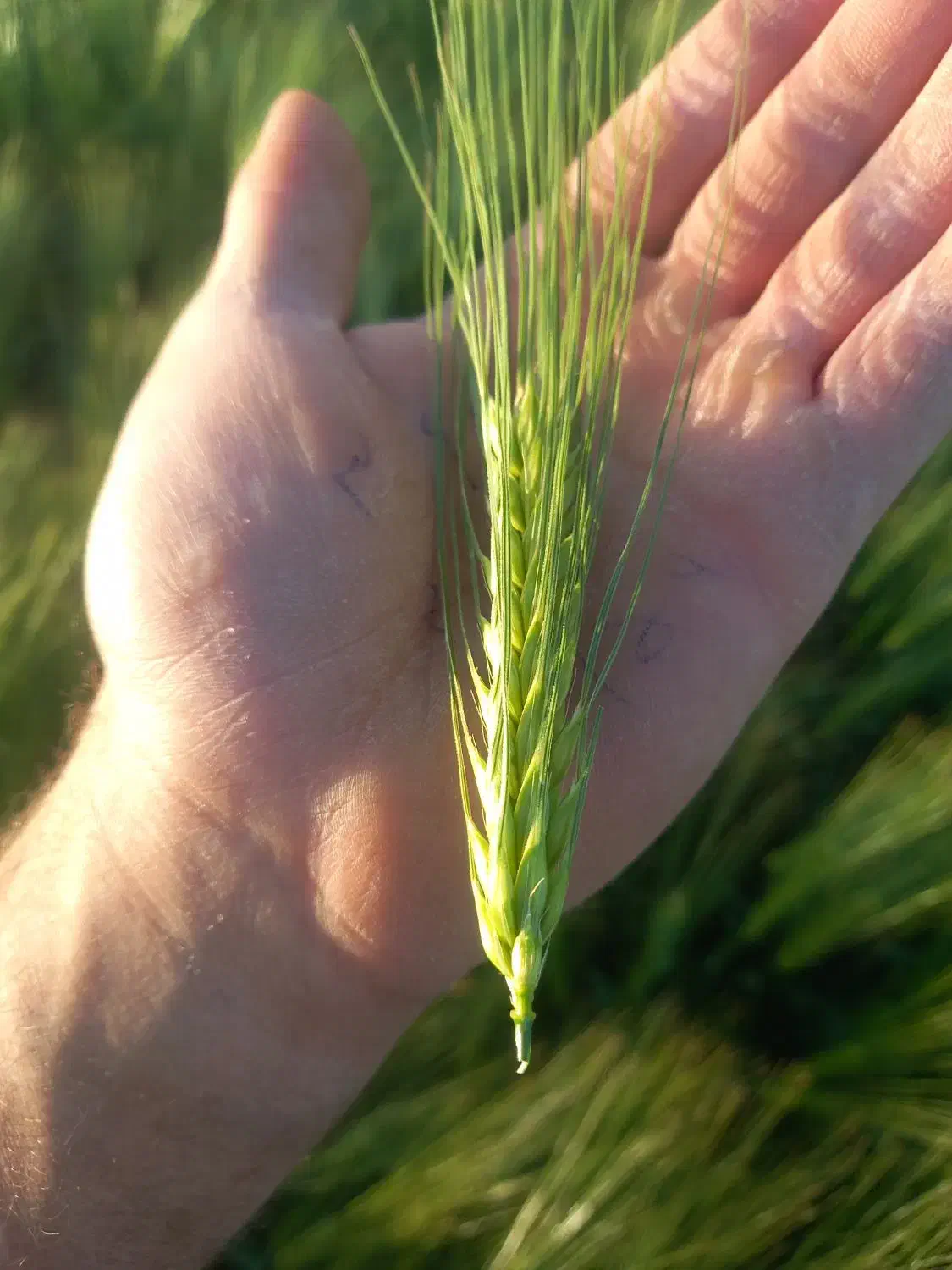 فروش جو بذر شهبود۳۵تومان|گل و گیاه طبیعی|کبودرآهنگ, |دیوار