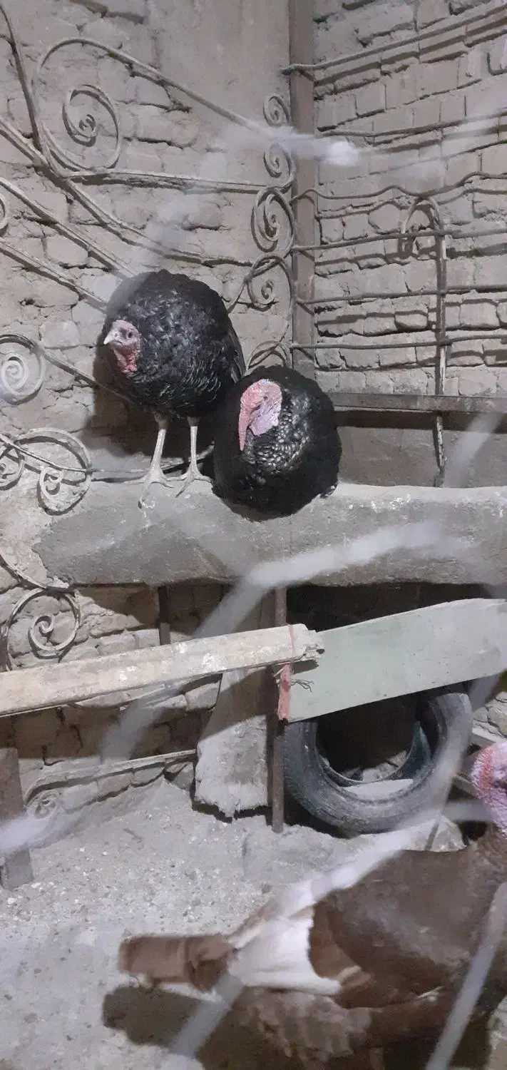 بقلمون نر محلی چاق  فروش فوری|حیوانات مزرعه|بجنورد, |دیوار