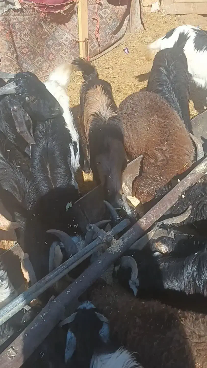 بزغاله|حیوانات مزرعه|فشاپویه, |دیوار