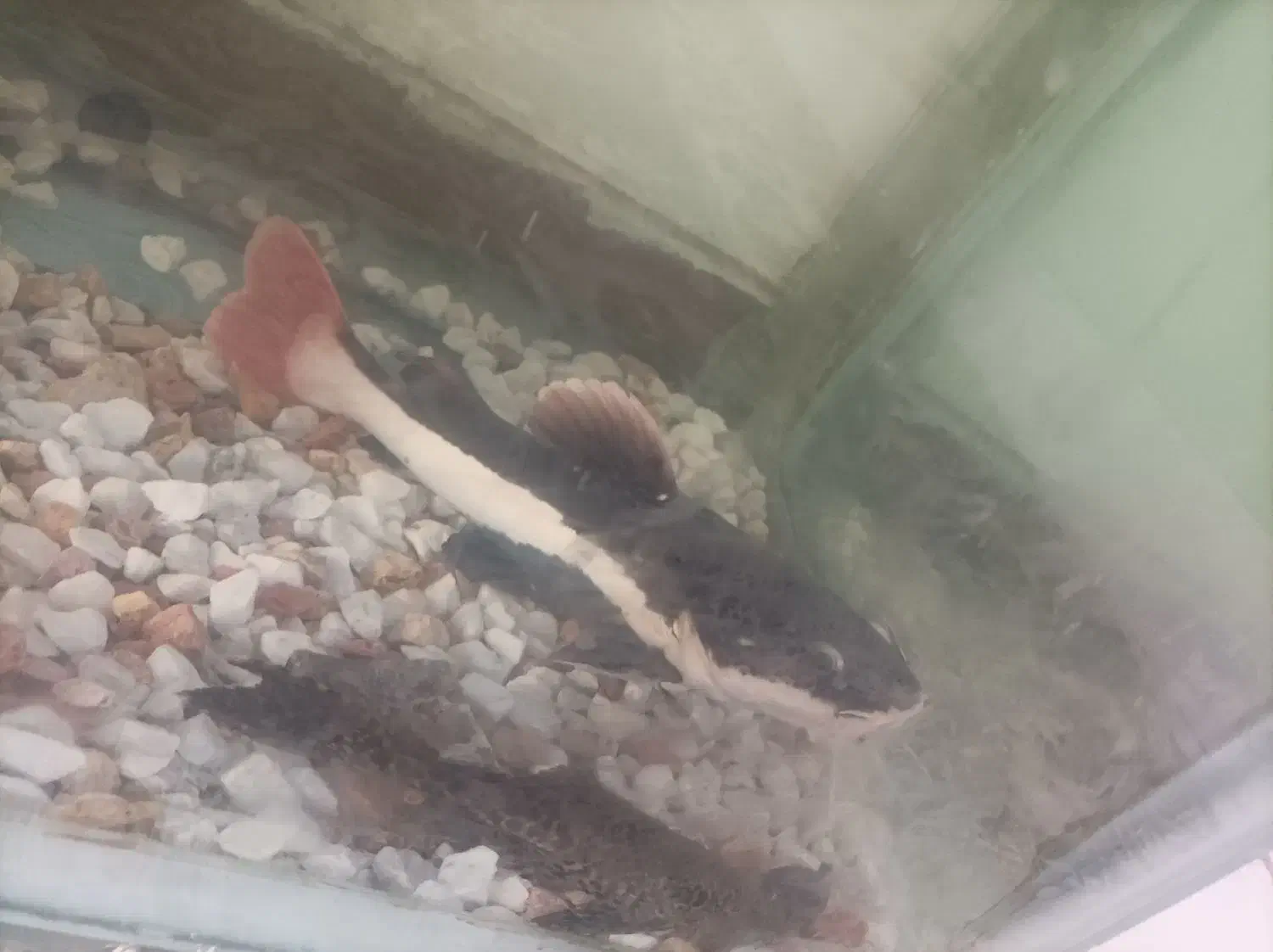 ماهی ردتیل|ماهی|بندرعباس, |دیوار