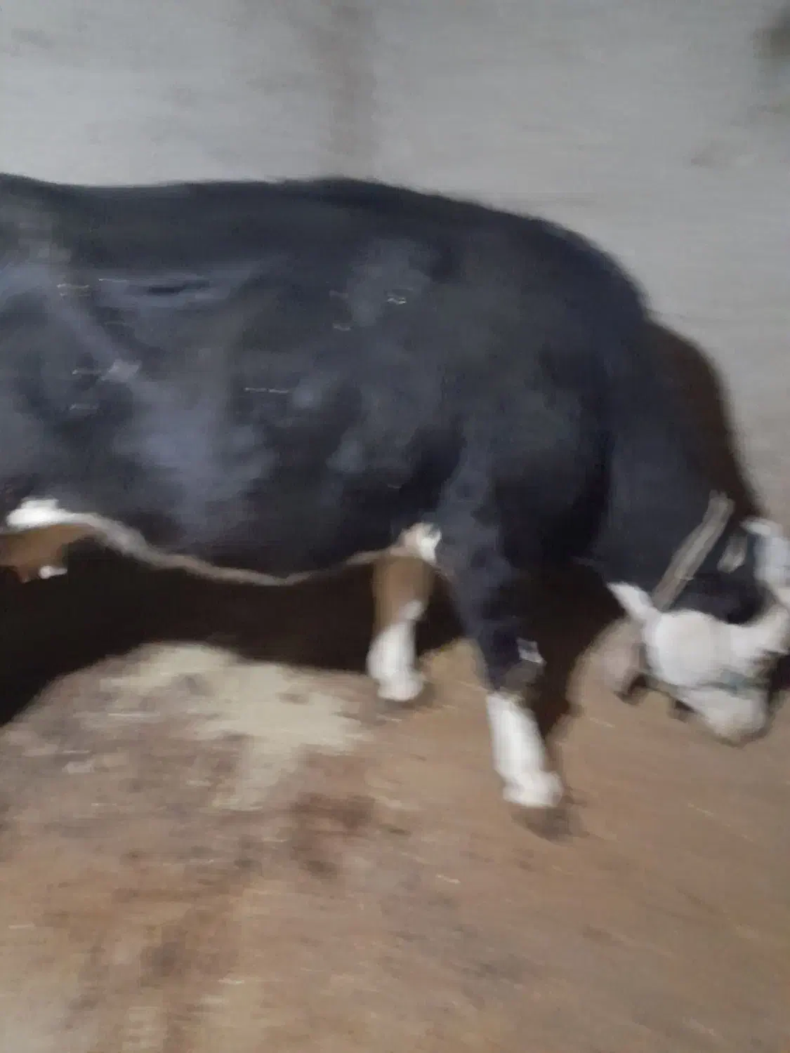 گاو سمینتال|حیوانات مزرعه|مریوان, |دیوار