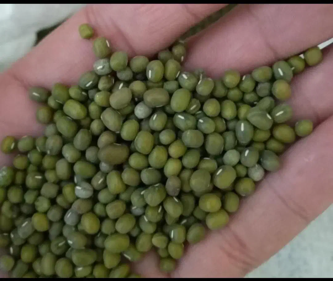 فروش ماش کوردئ|خوردنی و آشامیدنی|جوانرود, |دیوار