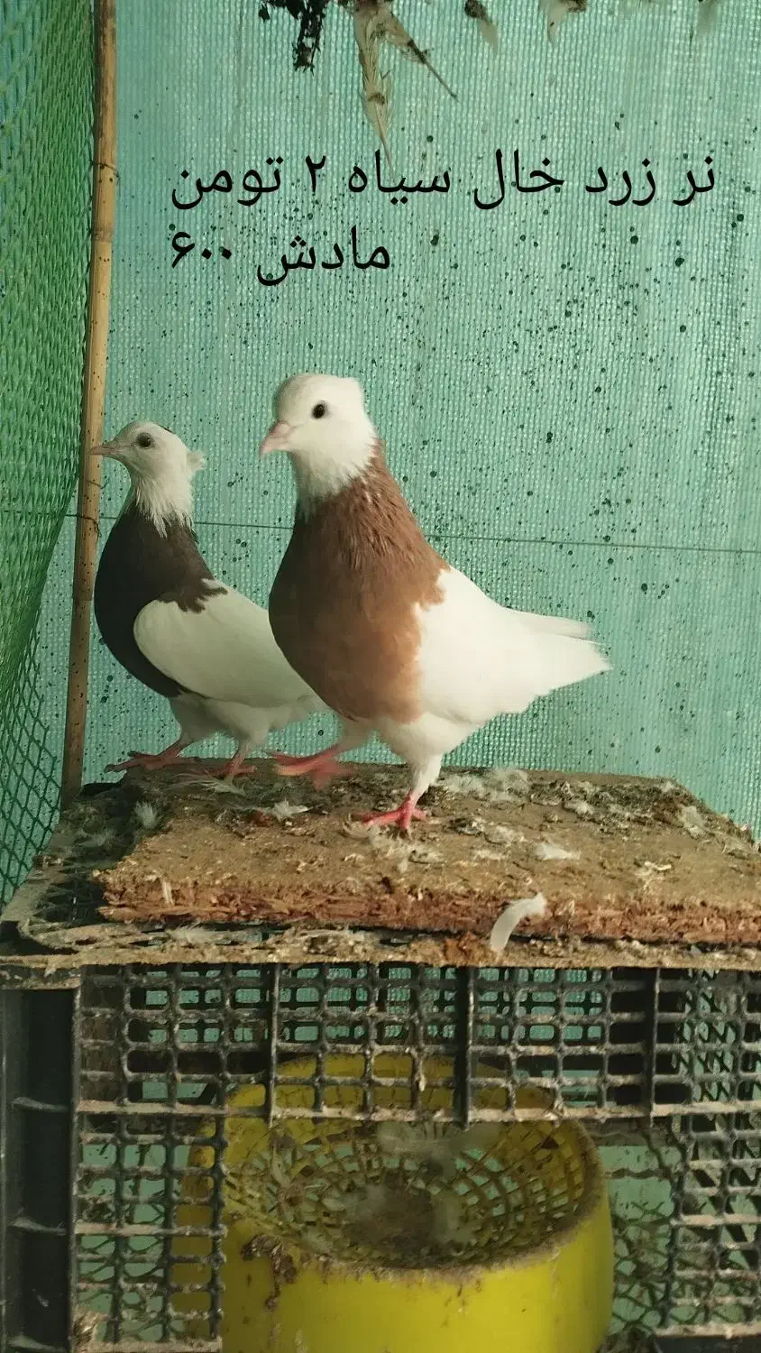 طوقی کرمانشاه|پرنده|رامیان, |دیوار