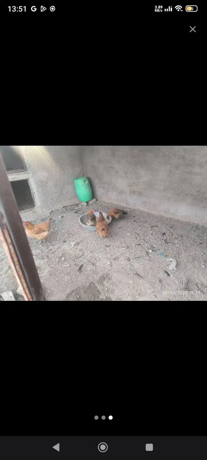 مرغ جوان|حیوانات مزرعه|صائین قلعه, |دیوار