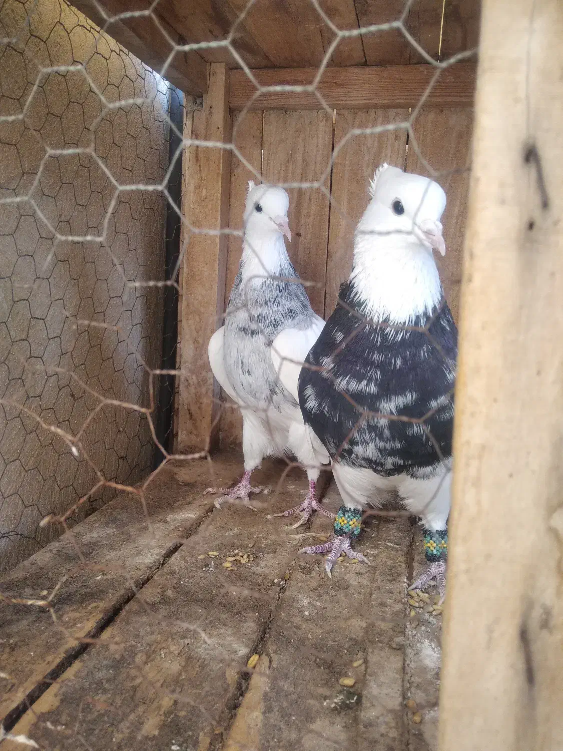 طوقی|پرنده|قم, قلعه عموحسین|دیوار