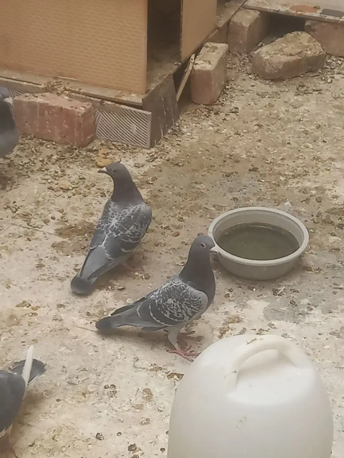 جفت مگس|پرنده|خاش, |دیوار