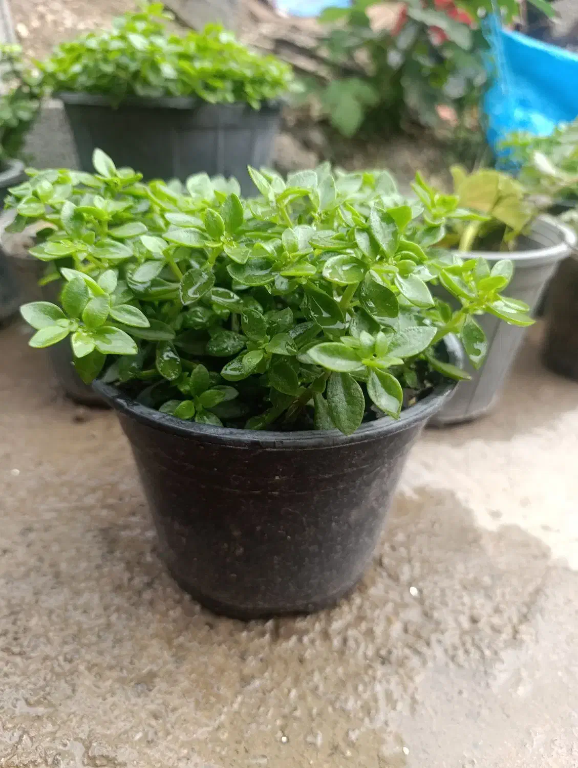 انواع گل|گل و گیاه طبیعی|آزادشهر, |دیوار