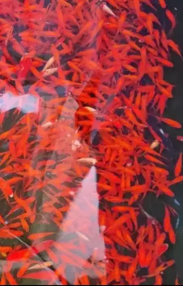 ماهی عید|ماهی|بم, |دیوار