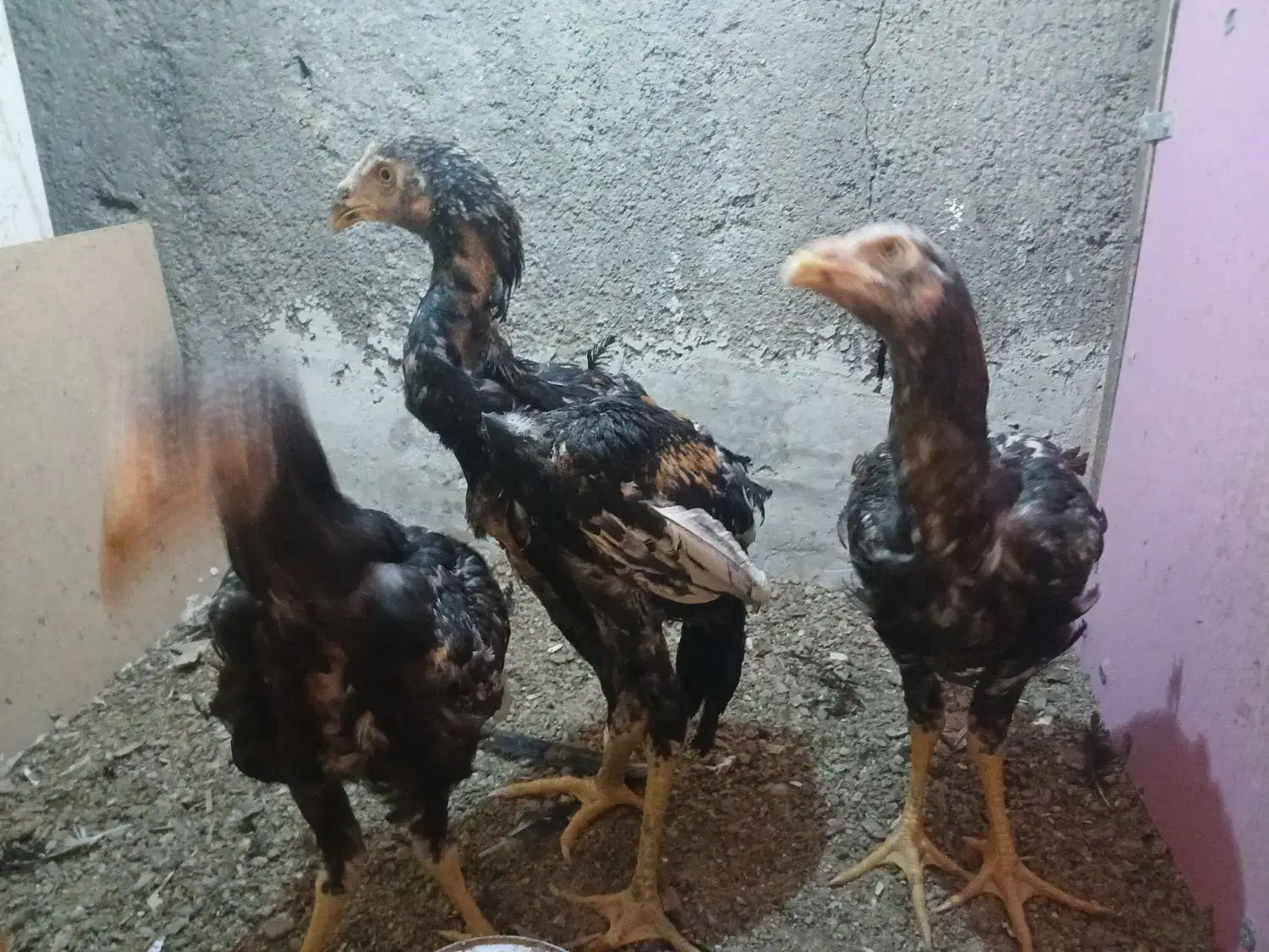 جوجه لاری|حیوانات مزرعه|مهدی شهر, |دیوار