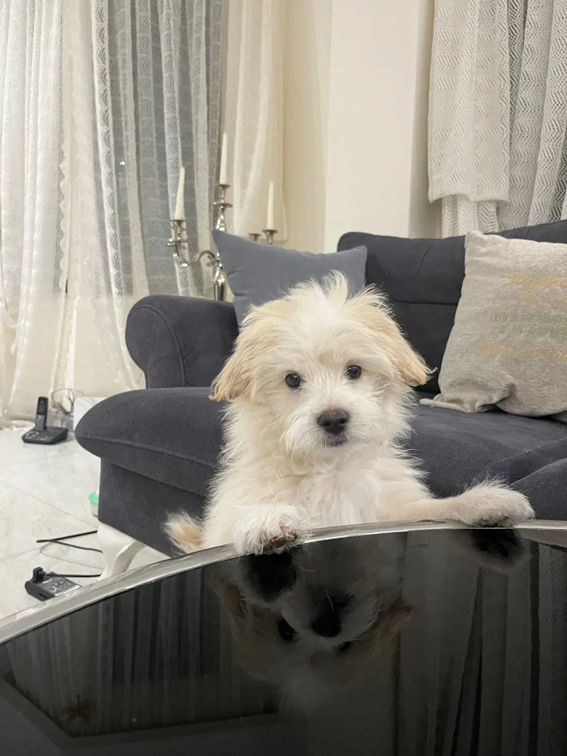 سگ پودل کراس|سگ|تهران, پاسداران|دیوار