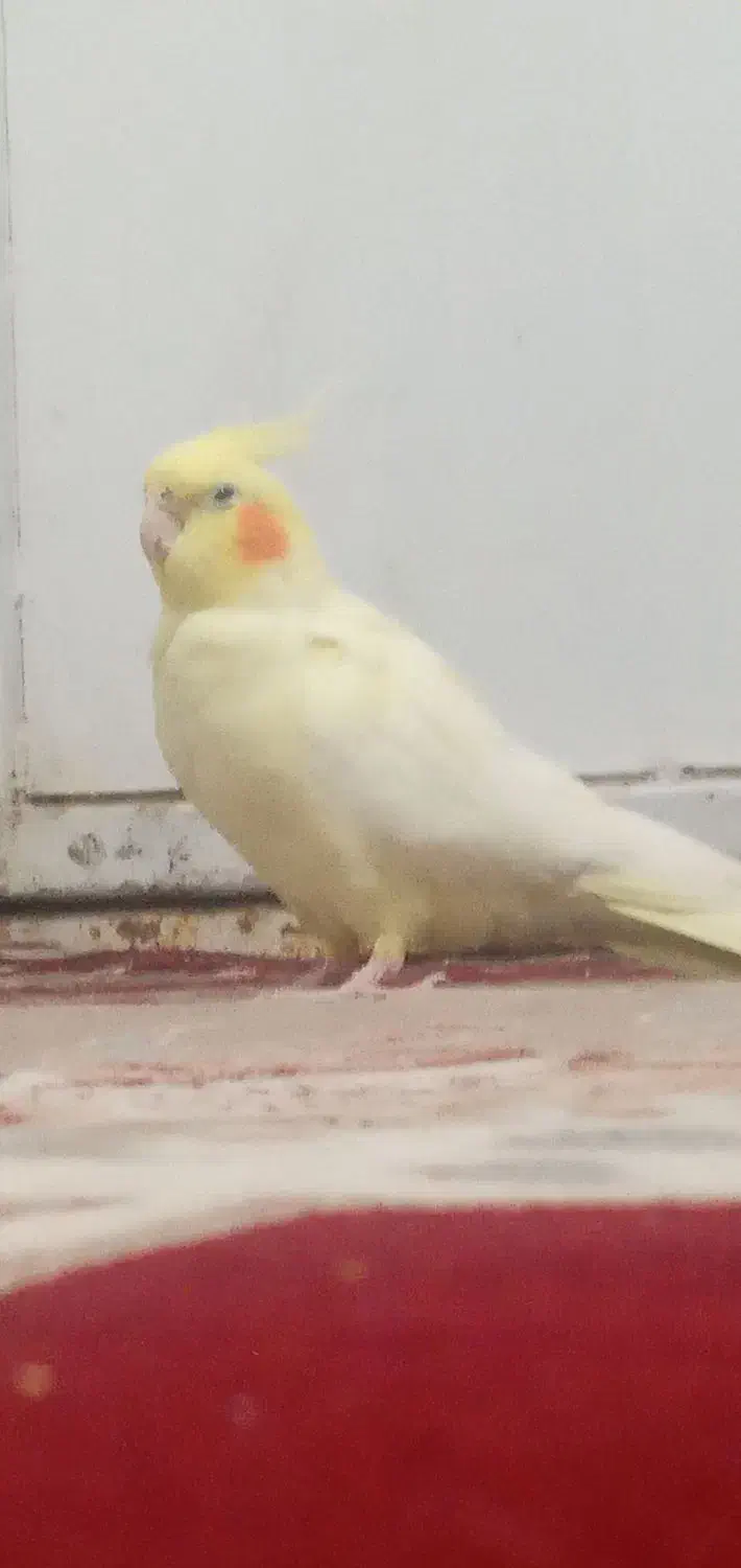 عروس پاریس|پرنده|سوسنگرد, |دیوار