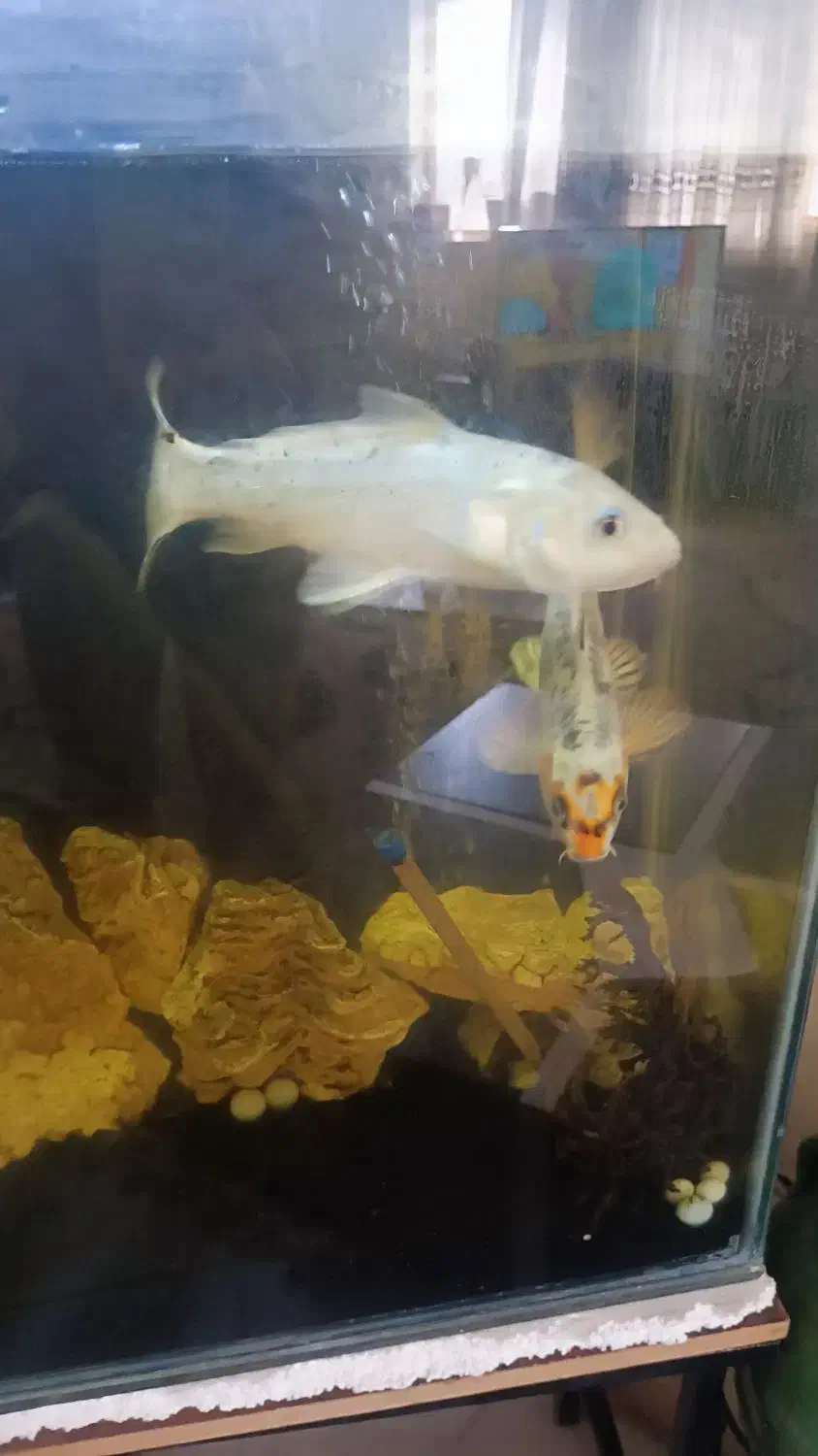 ماهی کوی|ماهی|کرمان, |دیوار