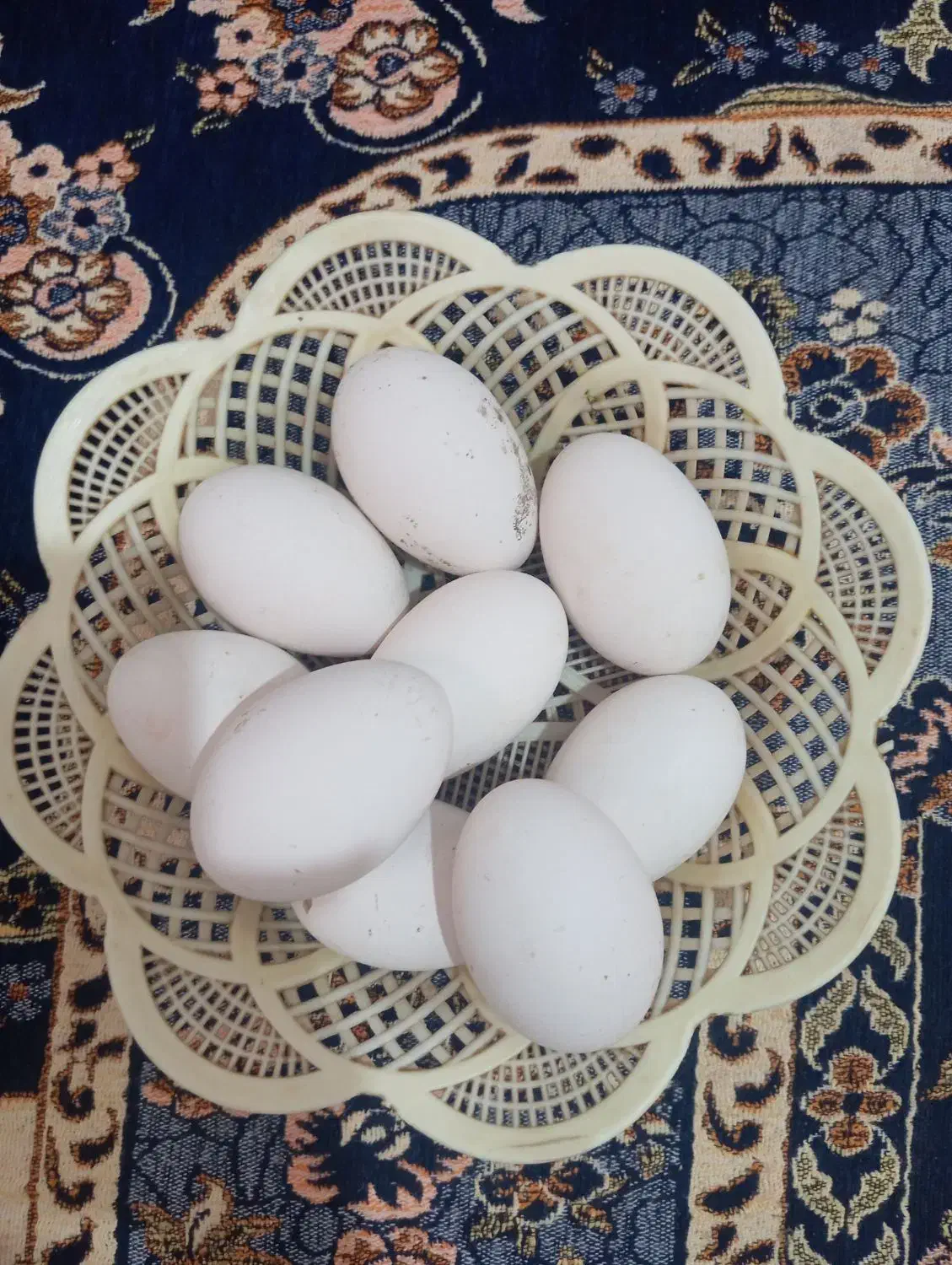 تخم قوغاز|حیوانات مزرعه|امیدیه, |دیوار