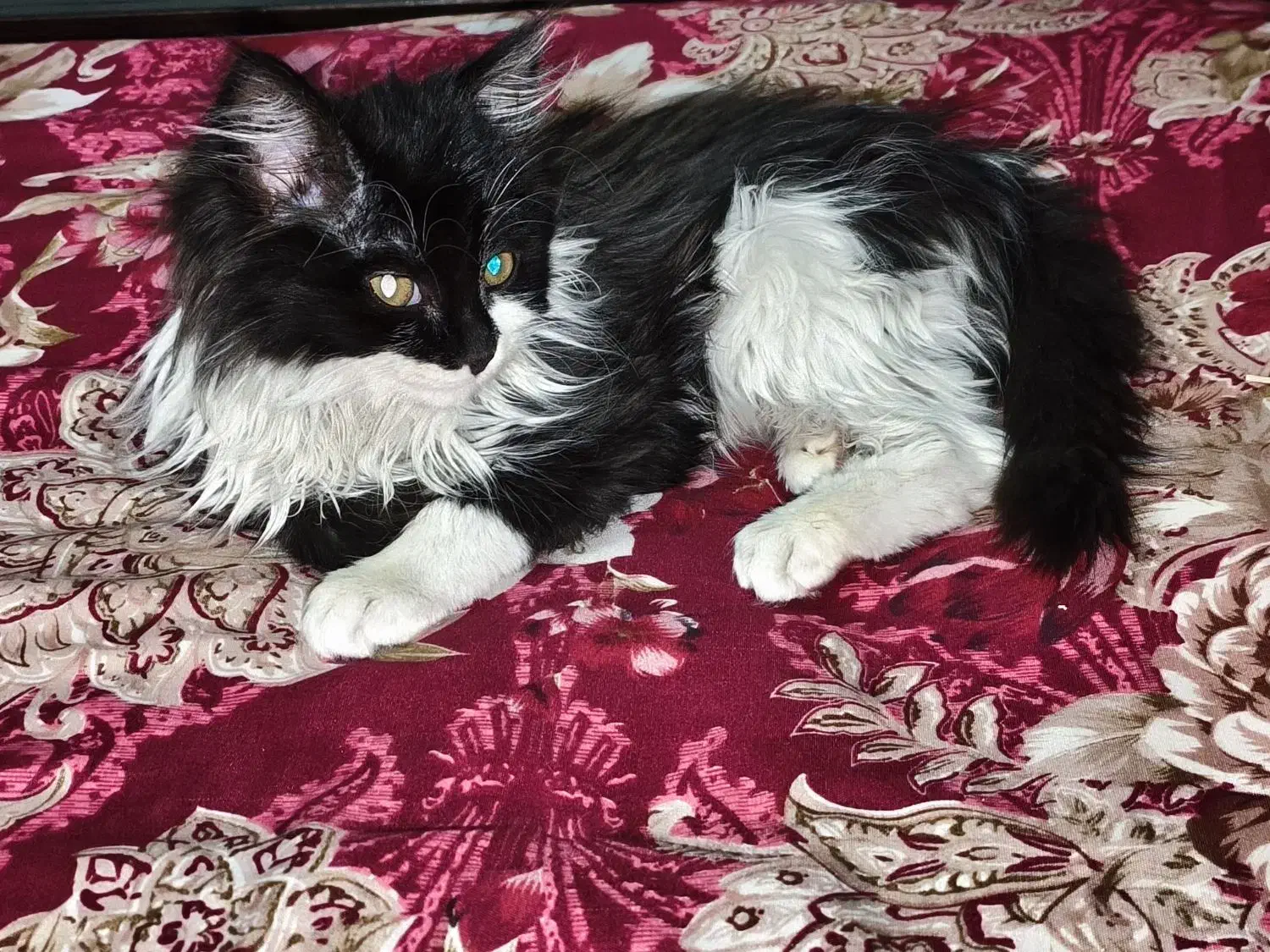 گمشده مژدگانی میلیون|حیوانات|تبریز, |دیوار