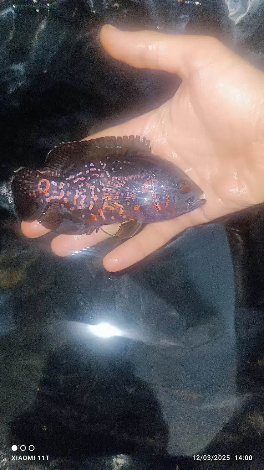 ماهی اسکار|ماهی|بندرعباس, |دیوار