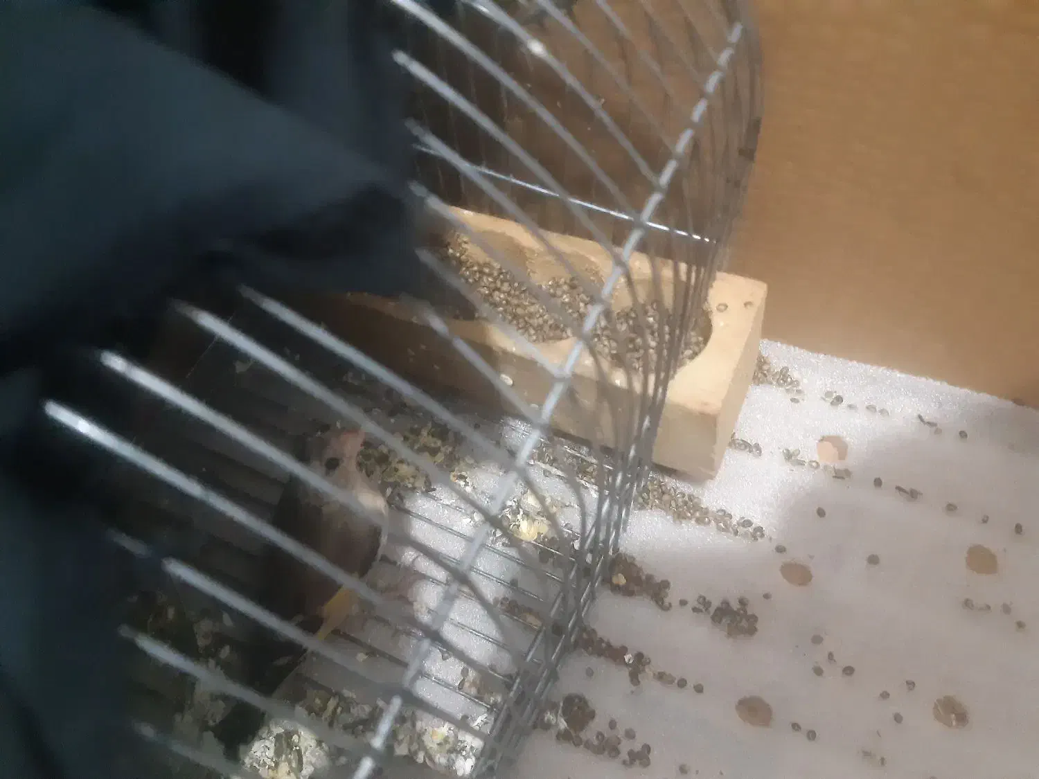 قناری پرتغالی معاوضه|پرنده|شیراز, گلشن|دیوار