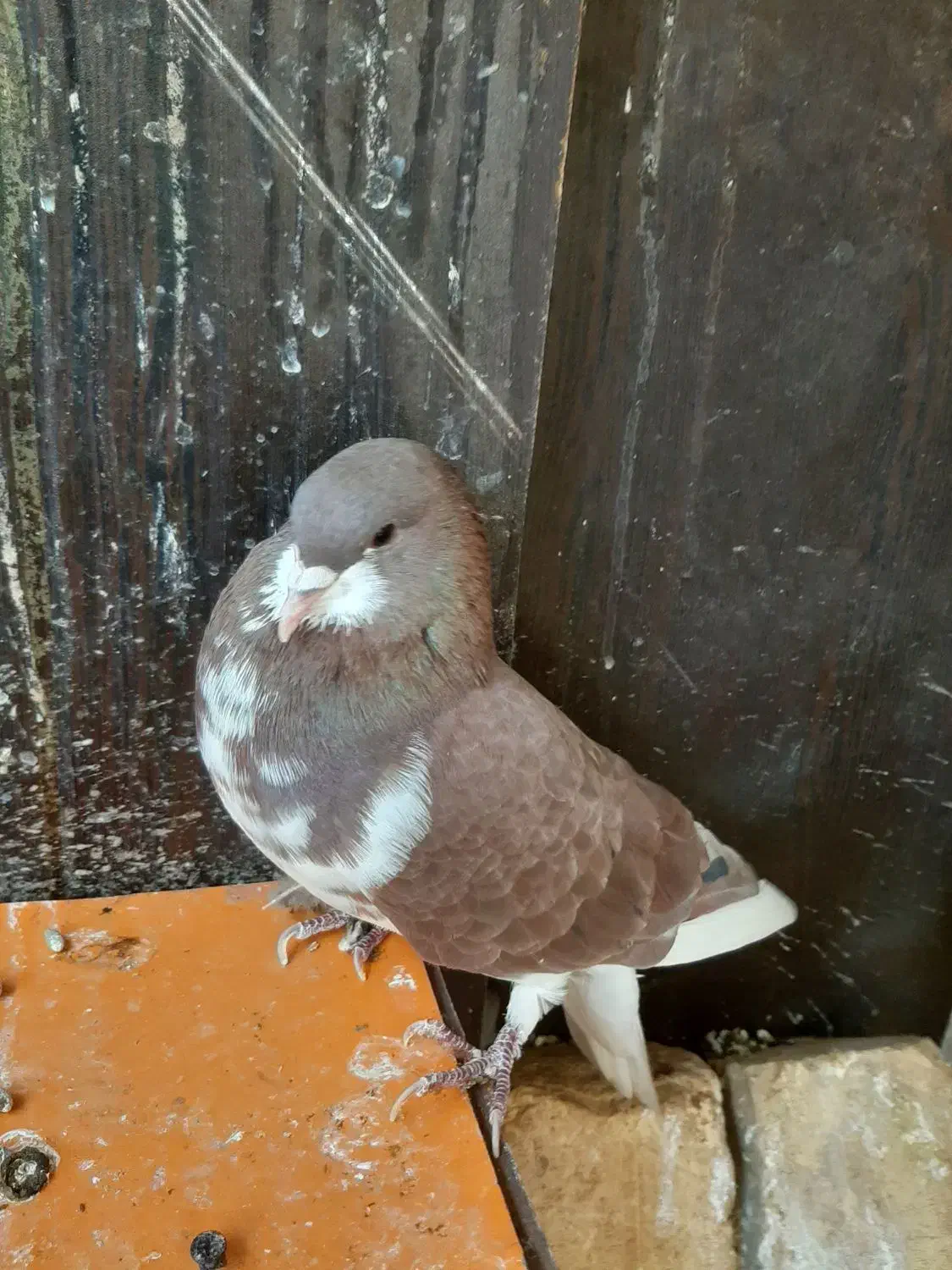 چپ سرخ خال دار|پرنده|شیراز, جانبازان|دیوار