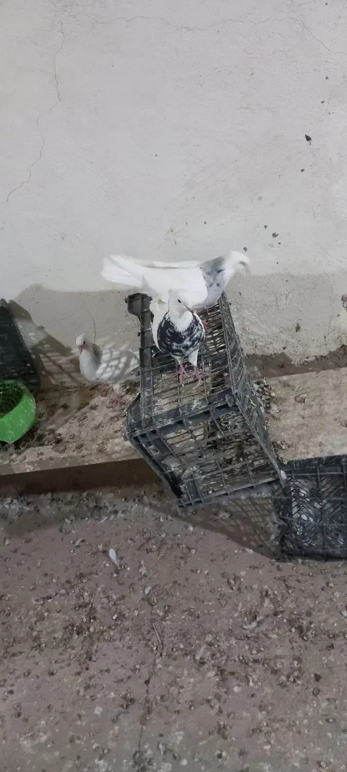 پرنده|پرنده|بهار, |دیوار