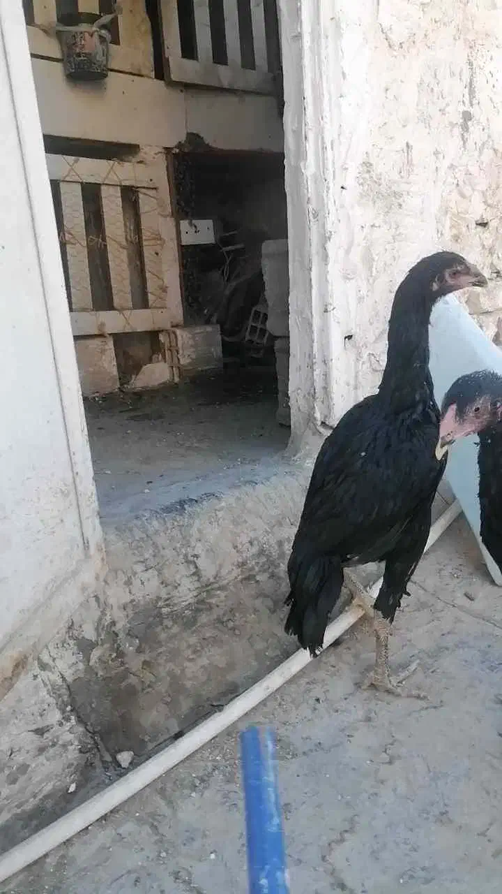 لاری خروس اوشامو و دو عدد مرغ لاری اوشامو یه تیغ|حیوانات مزرعه|محمدشهر, محمدشهر|دیوار